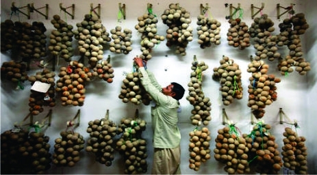  Cricket Balls Manufacturing